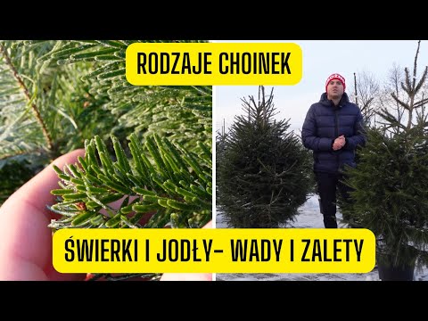 Types of Christmas Trees – Spruce or Fir? (Pros and Cons of the Most Popular Christmas Trees)