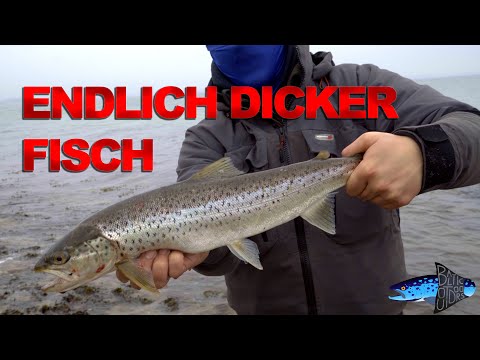 Endlich richtig dicker Fisch? Meerforellen angeln auf Fünen
