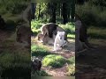 Animal Sex LION Lioness