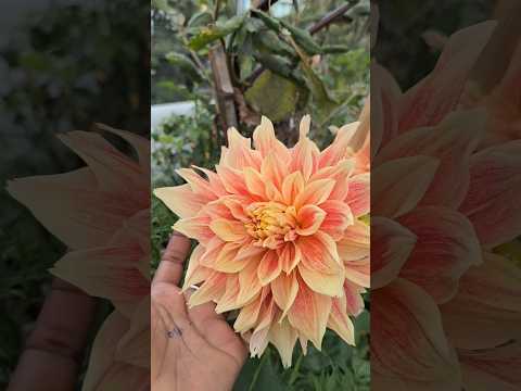 The beauties of my garden in one frame.#shorts