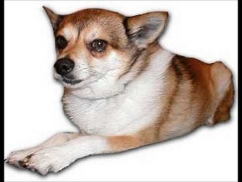 Norwegian Lundehund