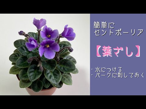 園芸 セントポーリアの葉から挿し木をする方法は?