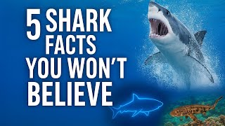 5 Amazing Shark Facts You Didn’t Know | Incredible Secrets of the Ocean | Wild animals