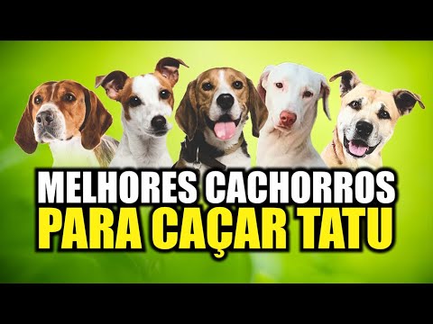QUAIS AS MELHORES RAÇAS DE CACHORROS PARA CAÇAR TATU [TOP 5]
