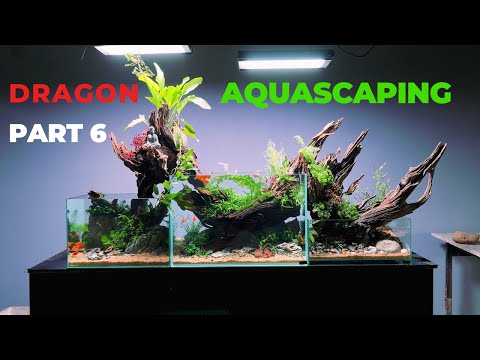 Complete Aquascaping Beginners Guide (Aquascape tutorial)