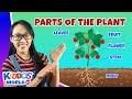Parts Of The Plant Learning About Plants Teaching Photosynthesis And Importance Of Plants