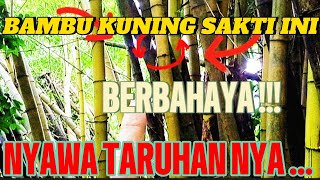 Download lagu THIS MAGICAL YELLOW BAMBOO IS DANGEROUS, YOUR LIFE IS AT STAKE mp3