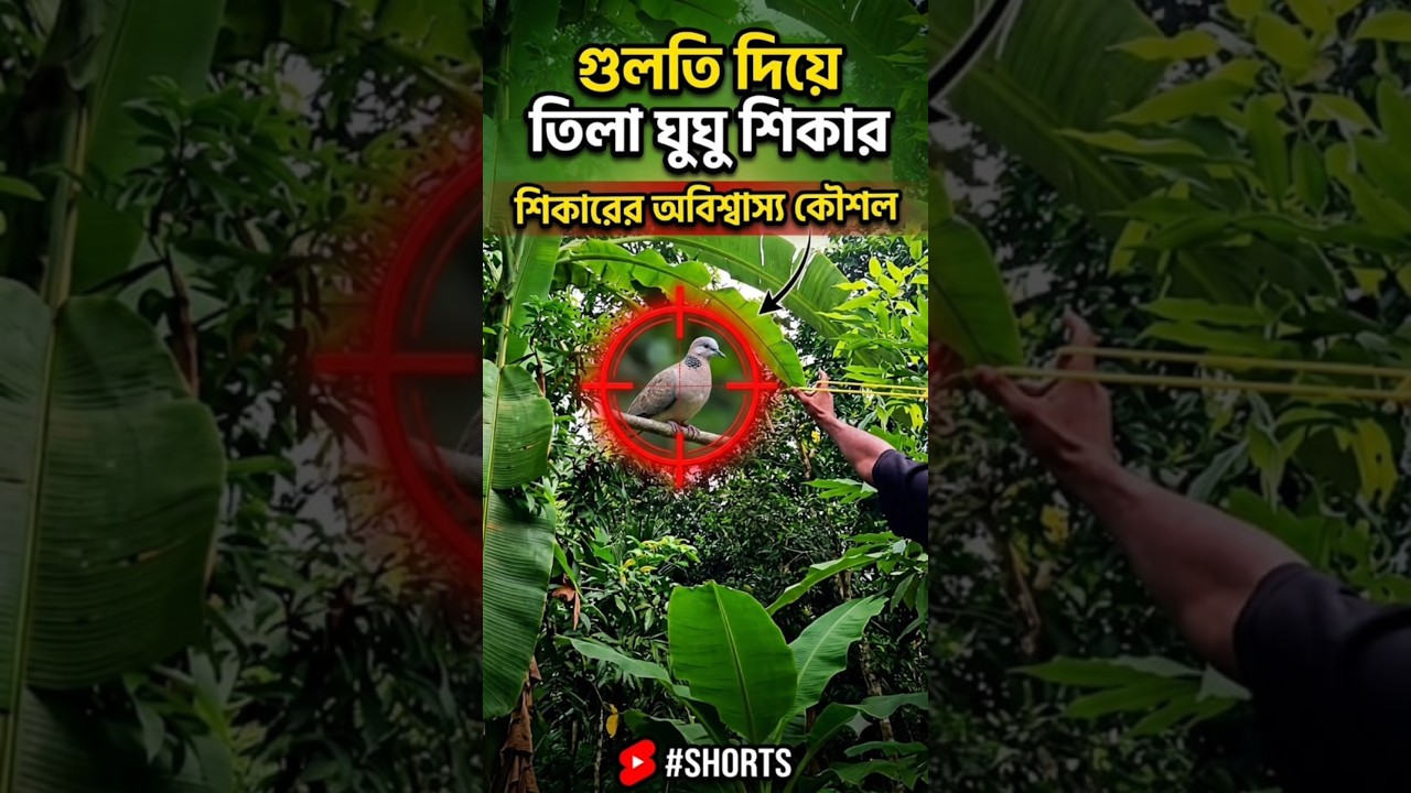 গুলতি দিয়ে তিলা ঘুঘু শিকারের অবিশ্বাস্য কৌশল! 🎯#TrendingShorts #ViralShorts #Shorts #HuntingVideo