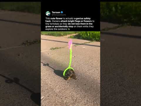The Cutest Safety Hack Ever 🐢
