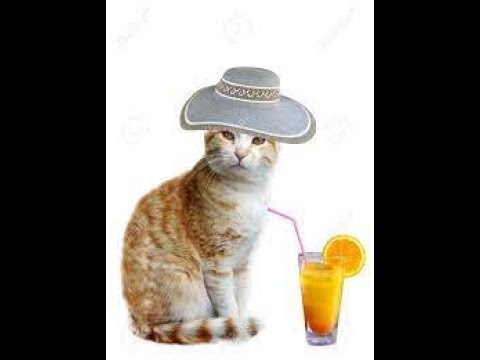 cat making orange juice