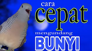 Download lagu Perkutut Lokal Gacor suara halus enak jadi pengundang ngoceh mp3