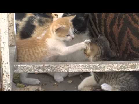 Three Little Kittens