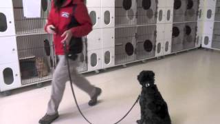 Raffi, Distraction Dog Training, Day 5: In the Cat Room