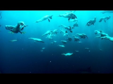 Gannets Plunge into the Sea