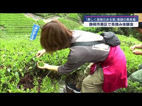 YouTube Video 子どもから大人まで20人が茶摘みに挑戦　茶摘み体験会　静岡市葵区奥長島の茶畑