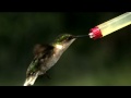 Time Warp: Hummingbird