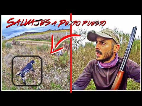 Caza de PERDICES con PERRO de MUESTRA ❗La eXcelencia❗ 2023