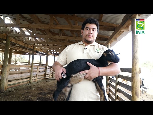 Vídeo relacionado con EPIGEIST Anillos para Castración Segura de Alta Elasticidad de Goma Naranja de Castración 100 Unidades para Ganado Bovino Sangre en Animales de Granja