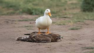 Download lagu SALAH PILIH MANGSA, Elang Jadi Begini... | 15 Momen GILA HEWAN TEREKAM Kamera mp3