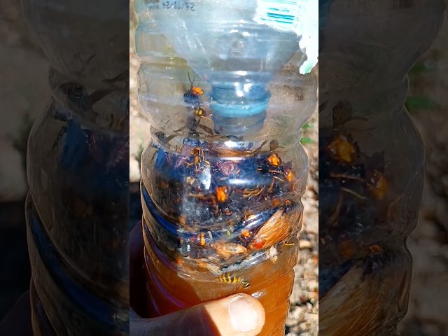 Vídeo relacionado con TISMHGKU 6 Piezas Nido de Avispas,Anti Avispas Exterior,Colgar Nido de Avispas Falsas,Señuelo en Forma de Nido de Artificial,Trampas Avispas Exterior para casa y jardín al Aire Libre