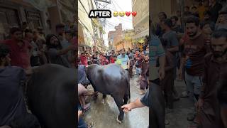 Download lagu Kata qurban ho gaya😭💔 #petlover #cow #missyou #missing #trending #eid #eiduladha #foryou mp3 Download lagu Kata qurban ho gaya😭💔 #petlover #cow #missyou #missing #trending #eid #eiduladha #foryou mp3