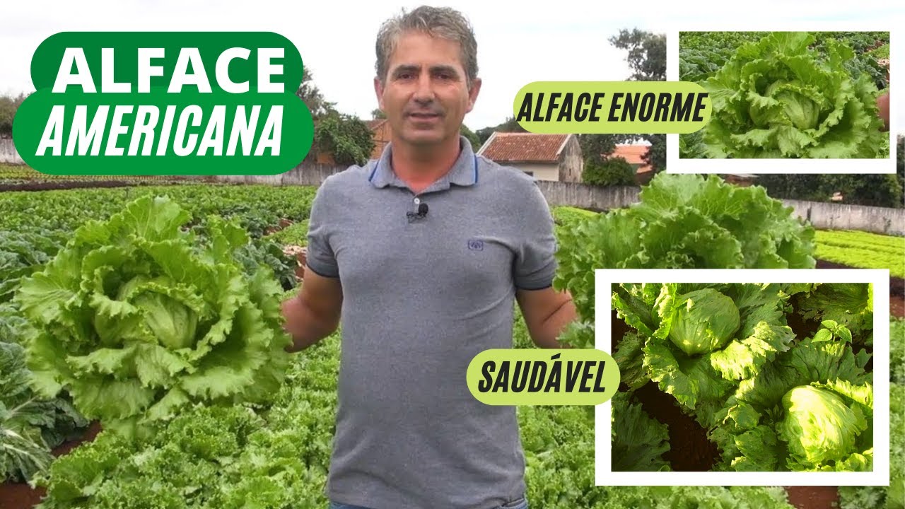 PLANTIO DE ALFACE AMERICANA: VOCÊ SABE A MANEIRA CORRETA DE CULTIVAR?