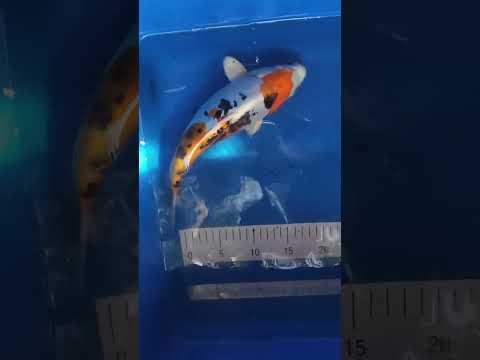 #17 Yamatonishiki 12cm - 28cm beat the breeder - New Forest Koi
