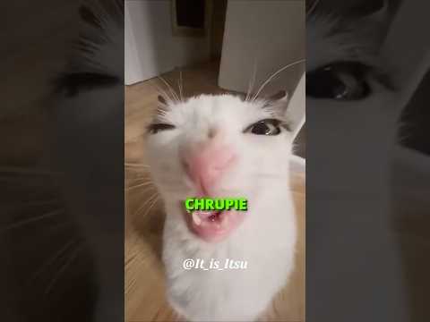 KOT KTÓRY CIĄGLE CHRUPIE 😸😋 #shorts #cute #cat