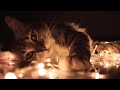 Kedilere Özel Uysallaştırıcı Müzik Terapisi (4K)