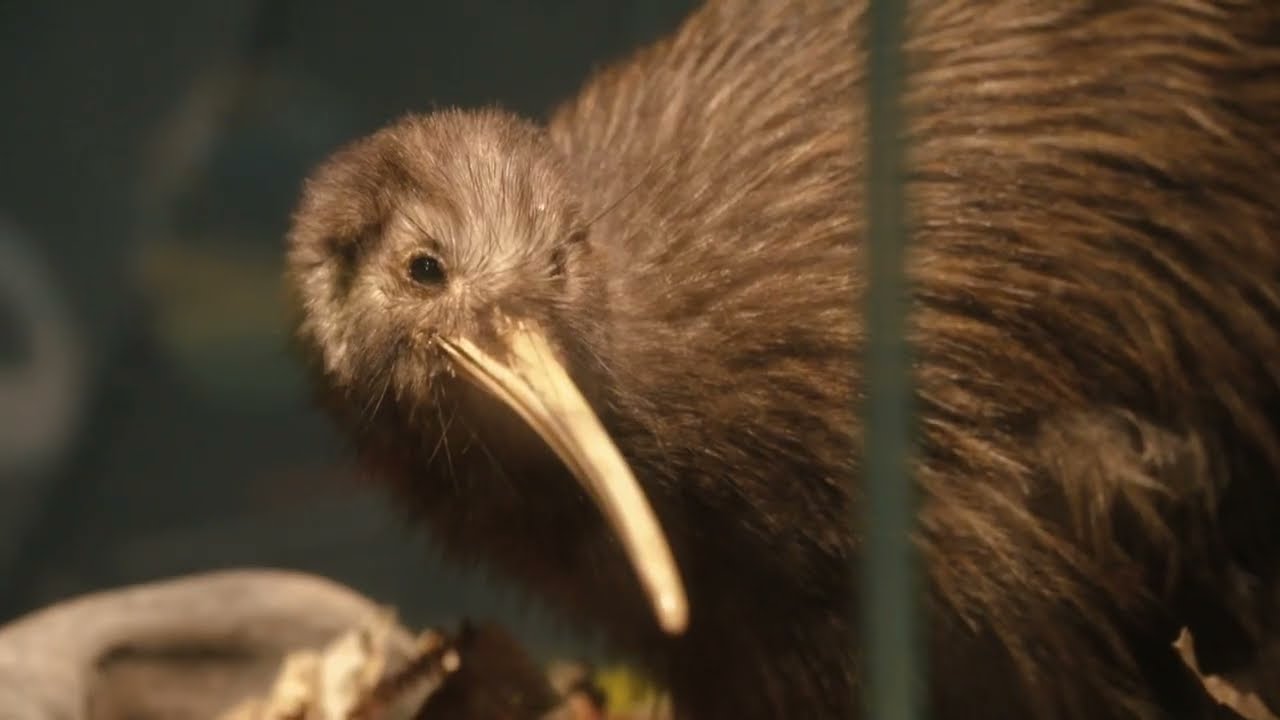 Discover a fascinating glimpse of National Kiwi Hatchery.