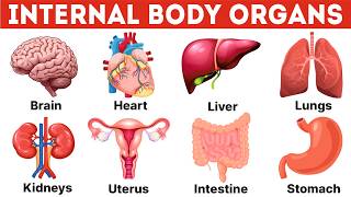 Internal Body Parts Name | Human Body Organs | Parts of The Body | Internal Organs | Human Anatomy