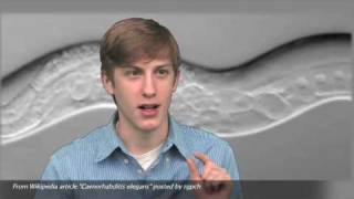 Matthew Zegarek - Endocytosis in C. elegans
