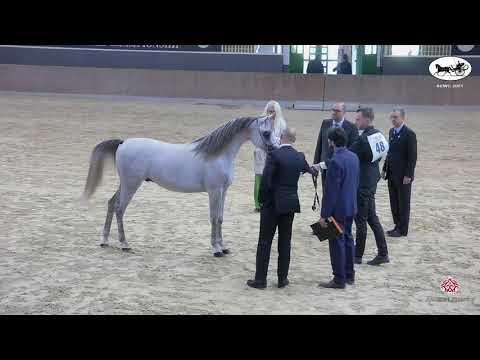 N 48 MUTABAHI AL WAAB   Straight Egyptian World Championship 2021