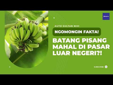 Fakta BATANG PISANG yang terjual MAHAL dipasar Amerika