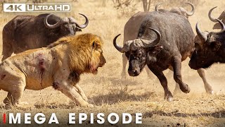 World's Deadliest MEGA EPISODE | BRUTAL CONFLICT | Nature Animal Documentary