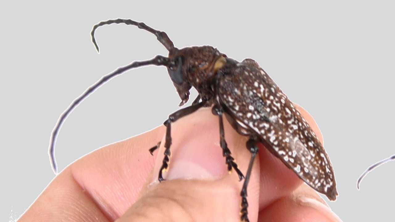 サビイロクワカミキリがカッコいい