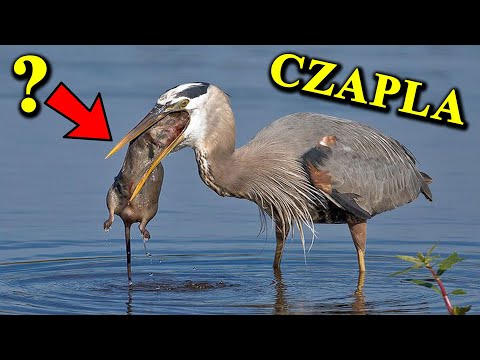 How BIG animals can a HERON swallow?
