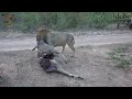 Lion Takes Leopard S Kudu