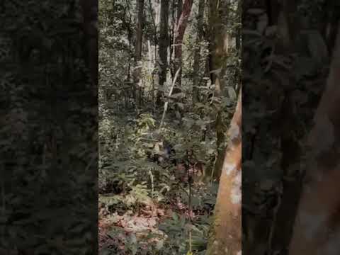 Goosebumps Material: Chimp's Call in Kibale Forest