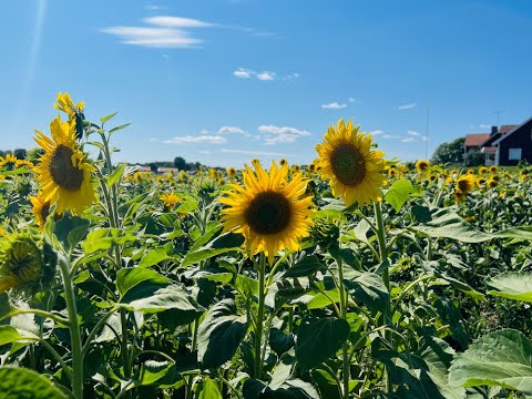 Självplock av solrosor i Sorunda, Nynäshamns Kommun.