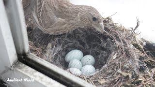 Hidden Bird Paradise – 30 Minutes of Peaceful Nature (No Talking)