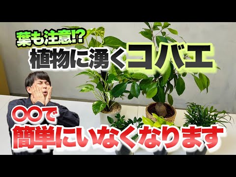 フェザーパッド 植物