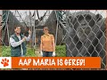 Het schokkende verhaal van aap Maria | DierenpraatTV