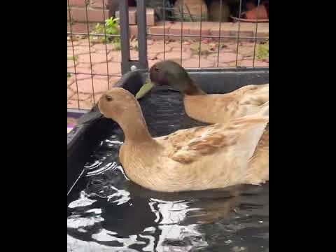 Goldie, an adopted Duck in New York, NY_image-1
