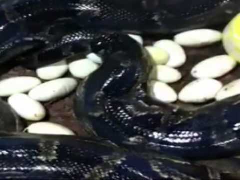 Parassiti esterni questo Parassiti bianchi in carne del pesce