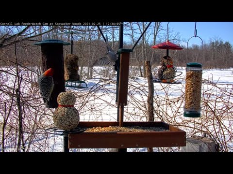 White-breasted Nuthatch Exhibits Threatening Posture At Woodpecker | Cornell Feeders – Feb. 25, 2021