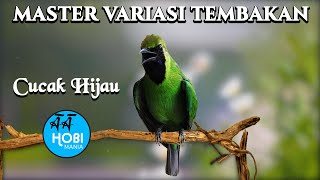 Download lagu master variasi tembakan cucak hijau mp3 Download lagu master variasi tembakan cucak hijau mp3
