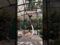 Aerial Skill Circus Acrobatics Poledance Aereo