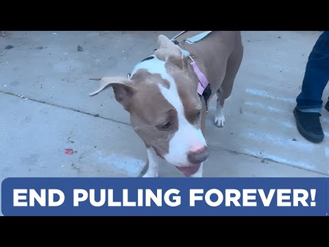 2 Hounds Design Freedom No Pull Dog Harness Review: A Game Changer for Walks