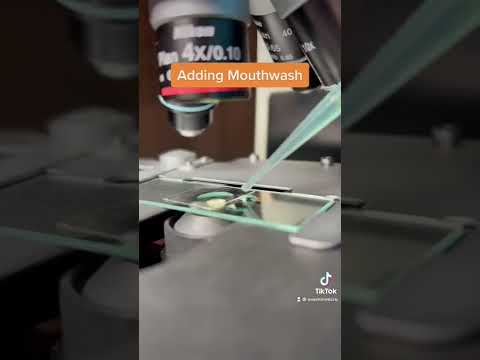 Mouthwash VS Bacteria under the microscope!